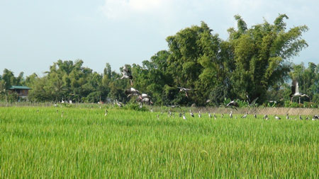 Vũ[-]khúc[-]trên[-]đồng.